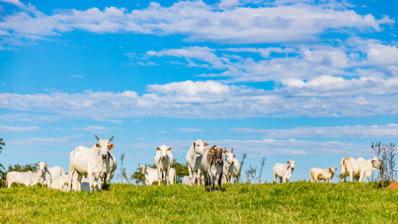 Automação no campo? Aldo Vendramin destaca o avanço da tecnologia agrícola.